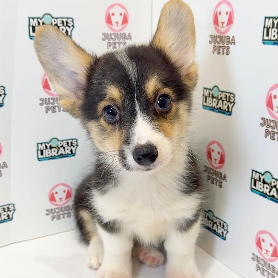 Welsh Corgi Puppy