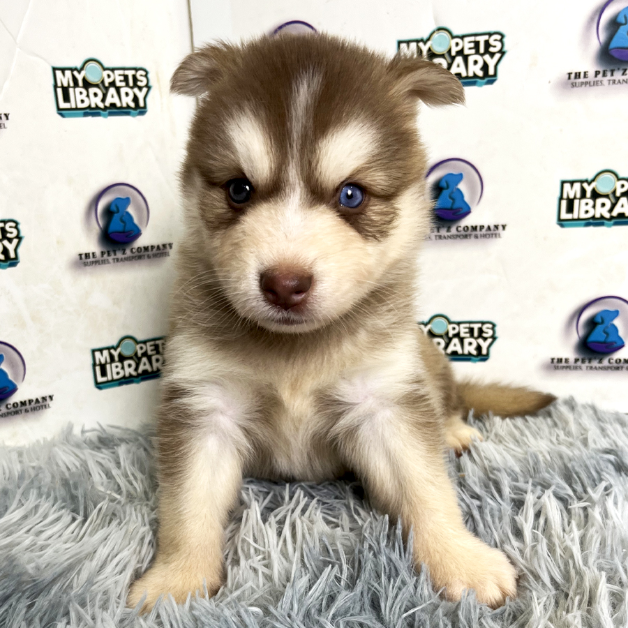 Pomsky Puppy