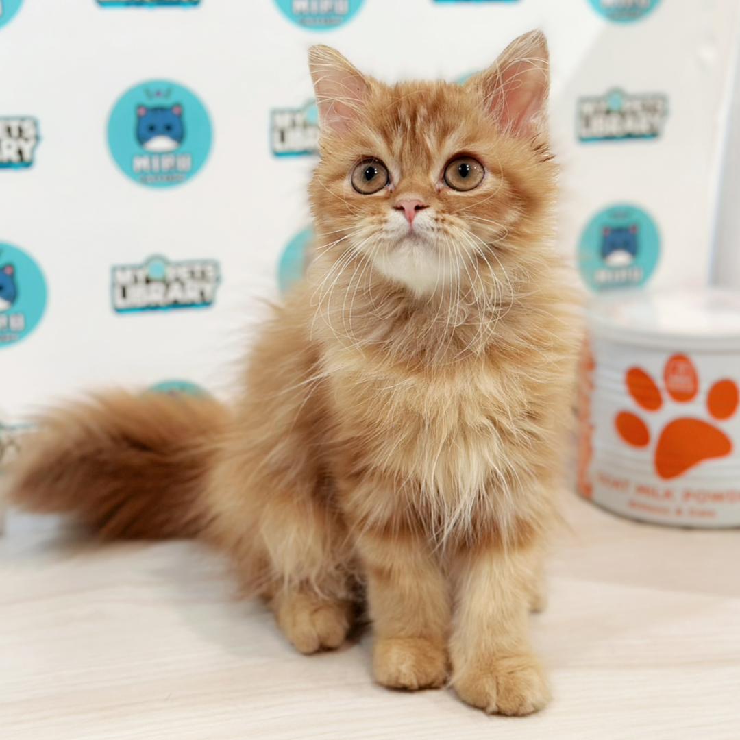 Scottish Persian Kitten
