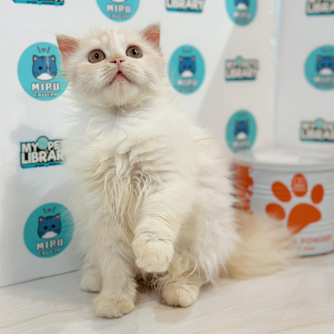 Scottish Persian Kitten