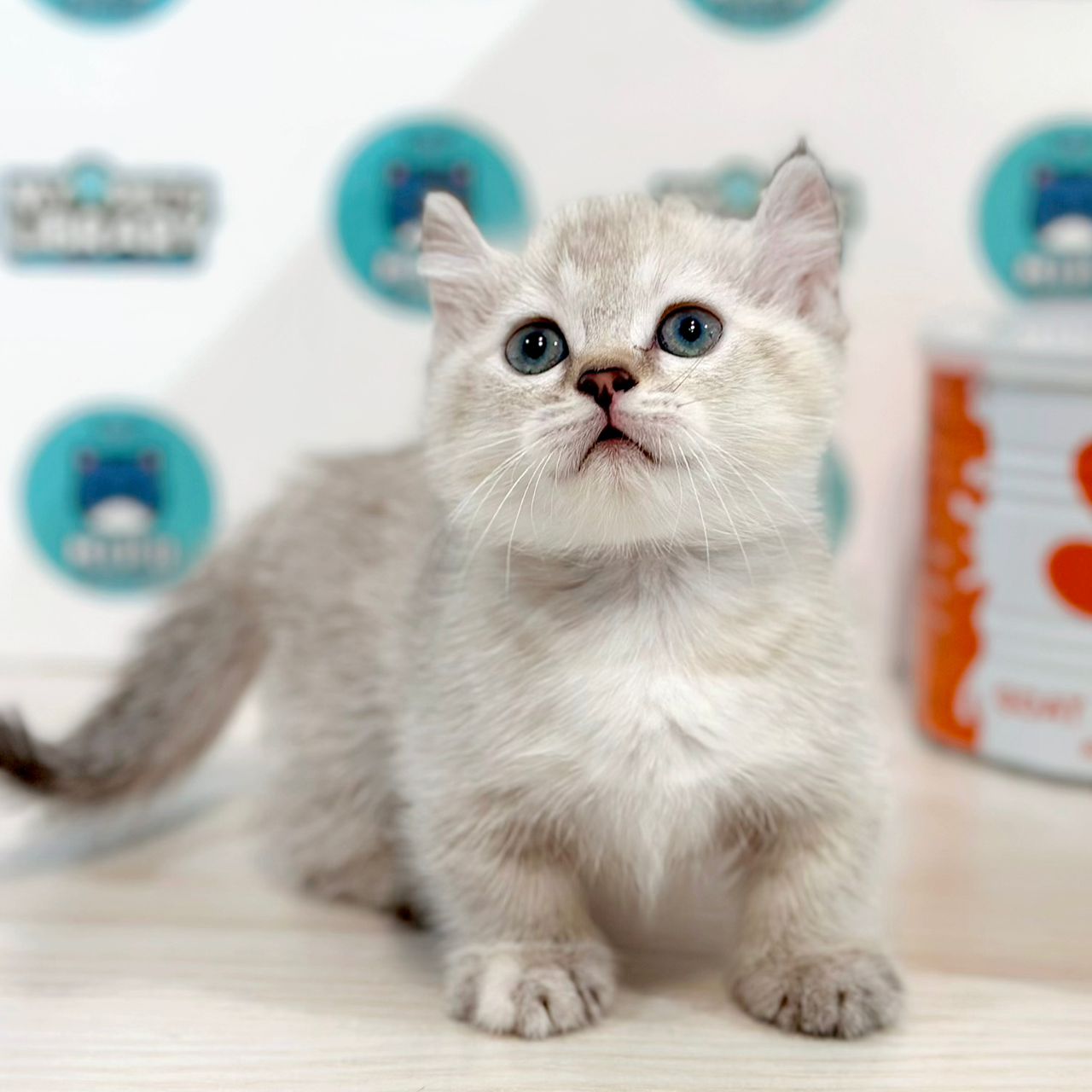 Super Short Munchkin Kinkalow Kitten