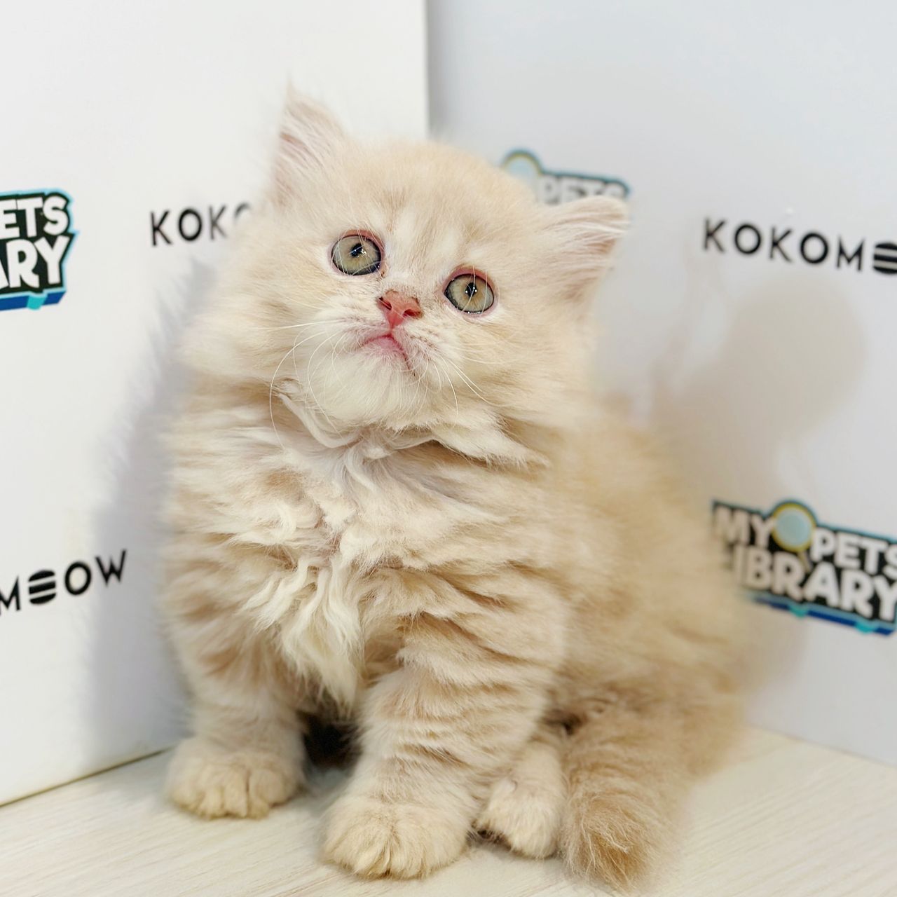 Super Short Minuet Napoleon Kitten