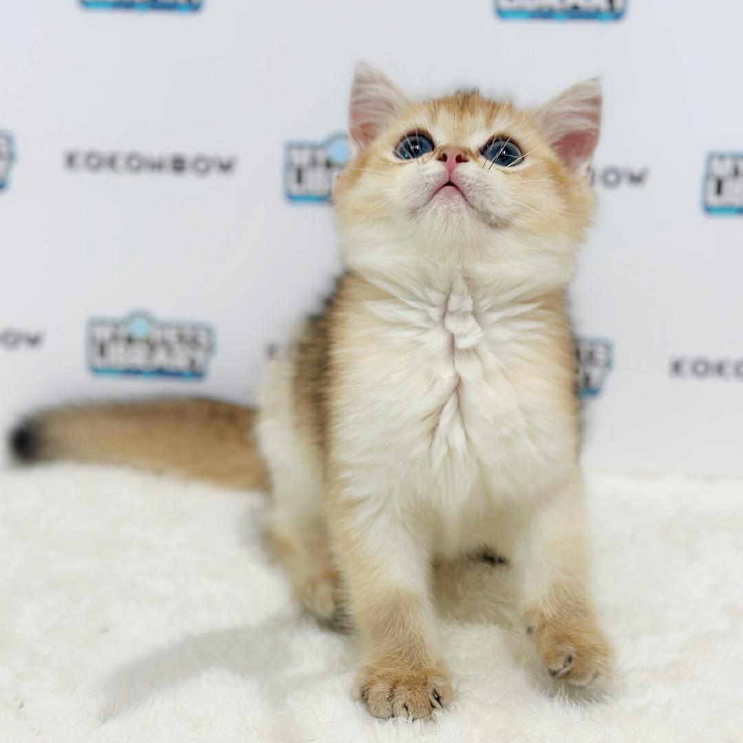 British Shorthair Kitten