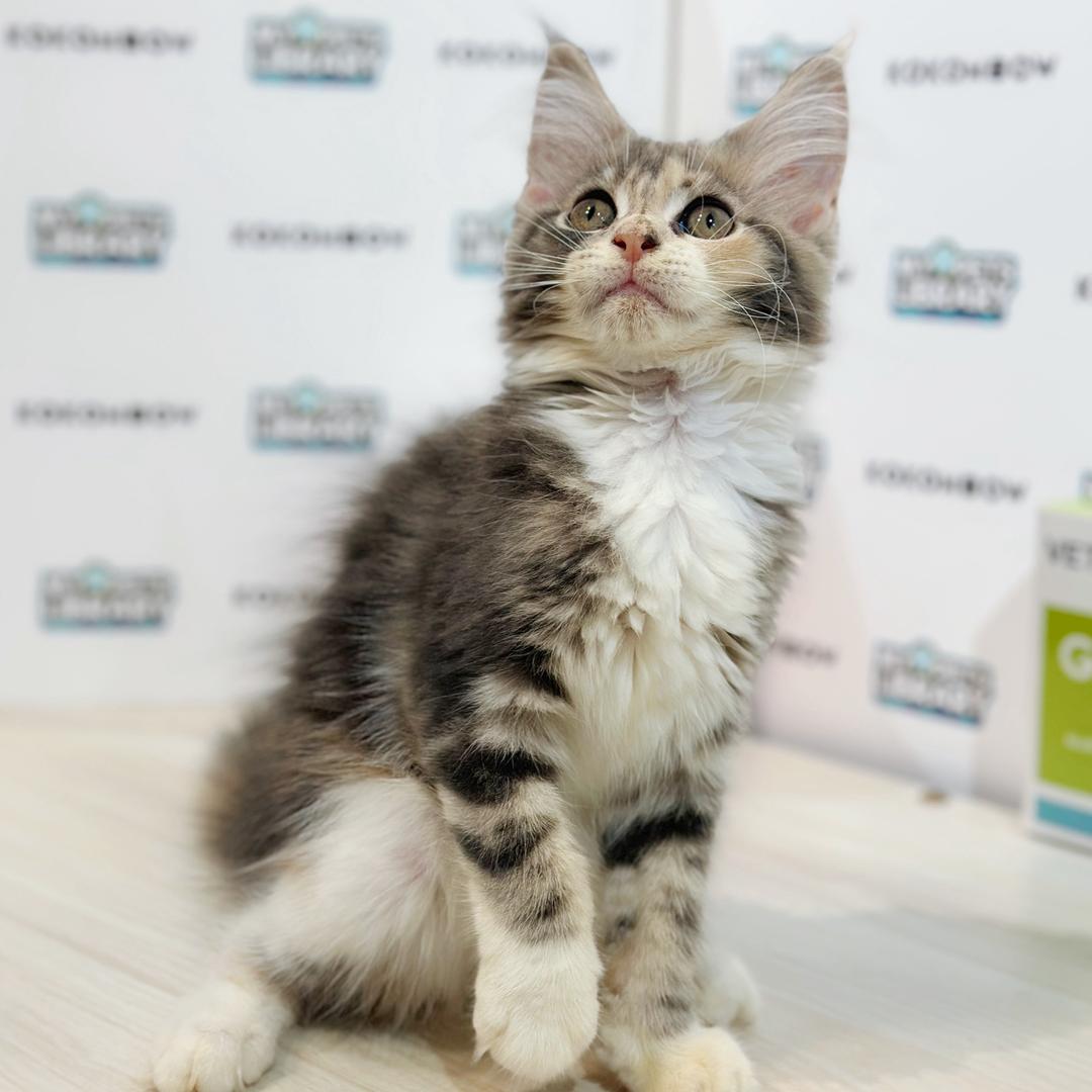 Maine Coon Kitten