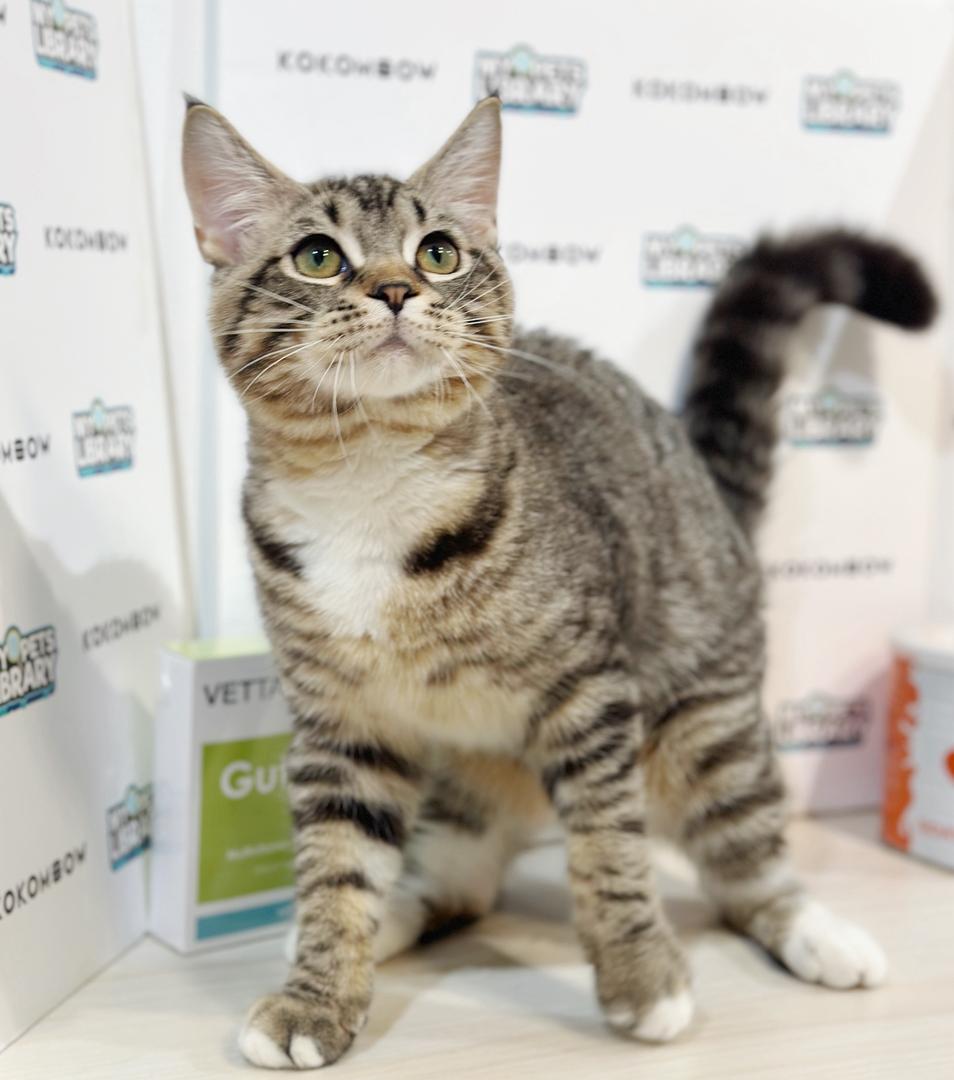 Scottishstraight Kitten
