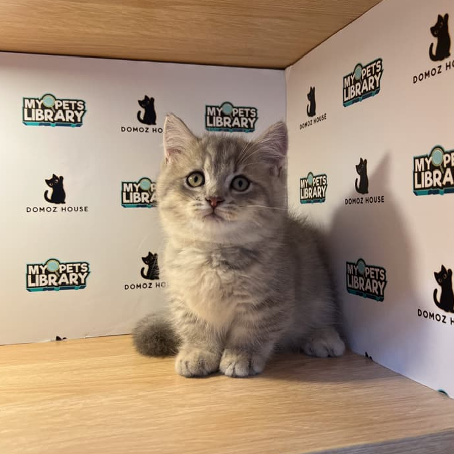 Munchkin Kitten