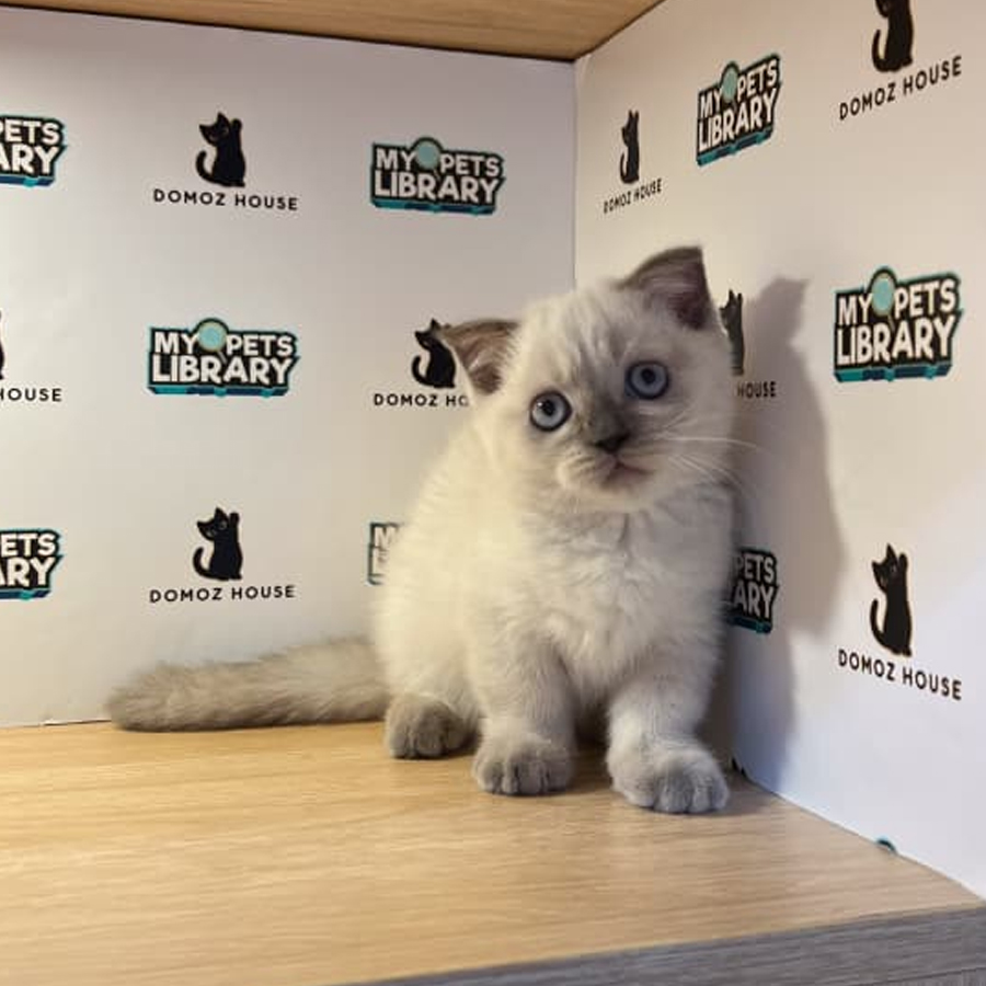 Munchkin Klit Kitten