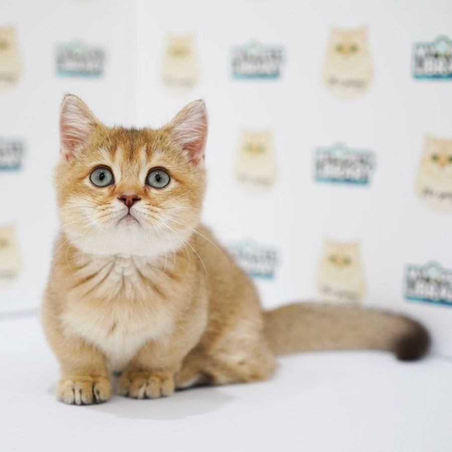 Munchkin Kitten