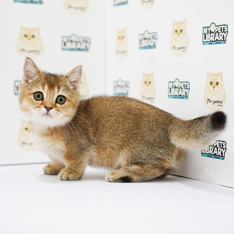Munchkin Kitten