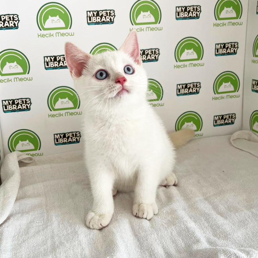 British Shorthair Kitten