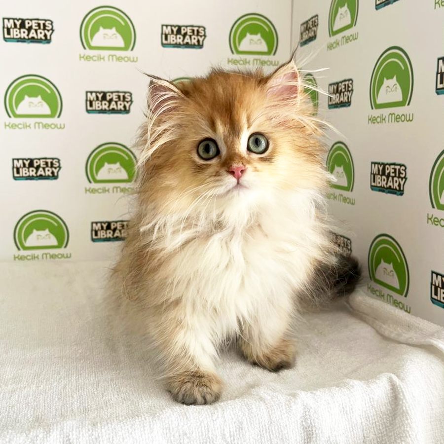 British Longhair Kitten