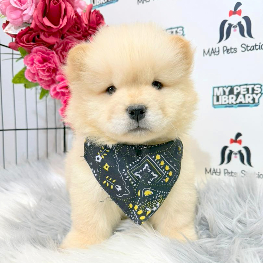 Chow Chow Puppy