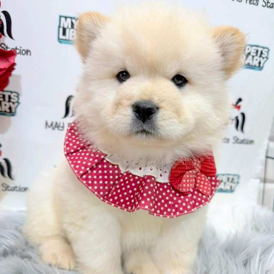 Chow Chow Puppy