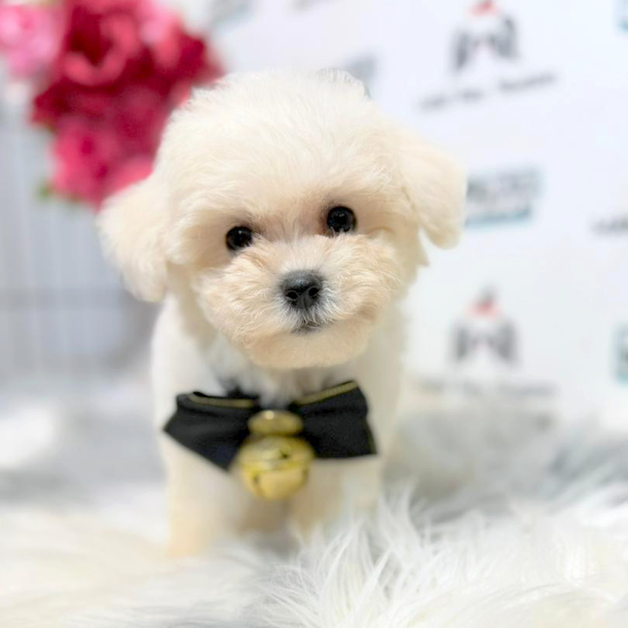 Poochon Puppy