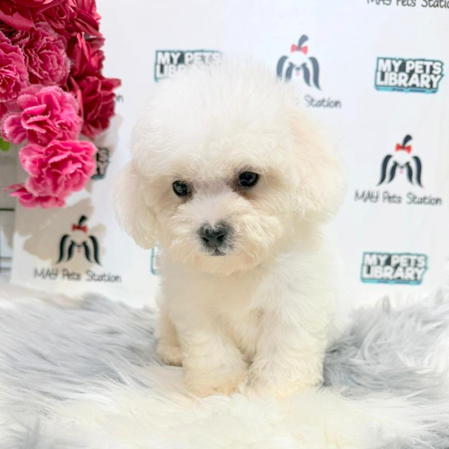 Poochon Puppy