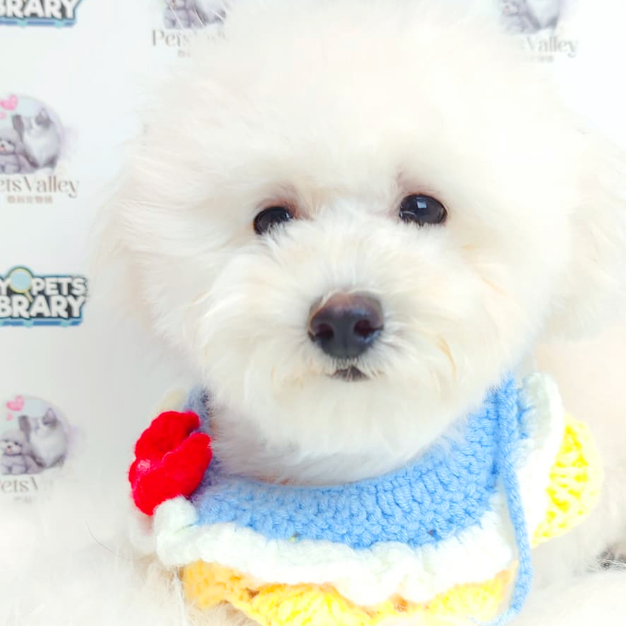 Maltipoo Puppy