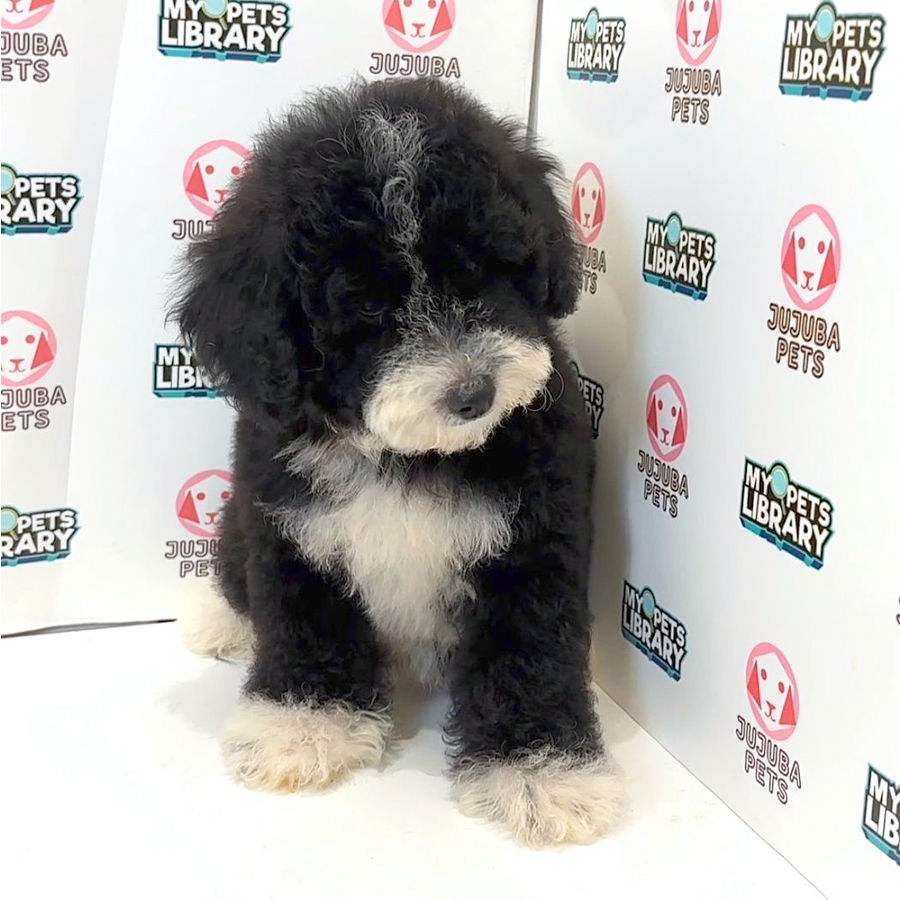 Toy Poodle Puppy