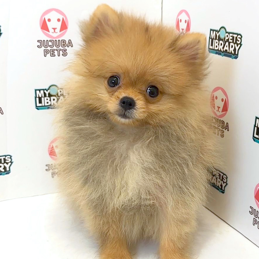 Pomeranian Puppy