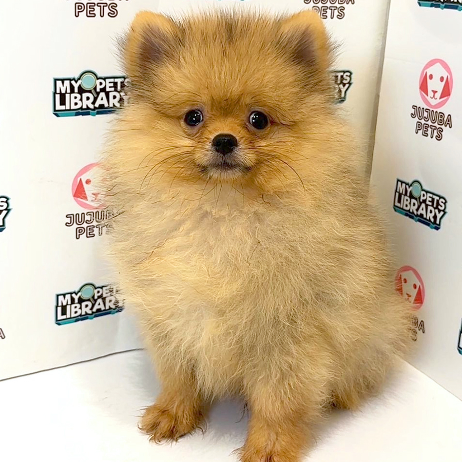 Pomeranian Puppy