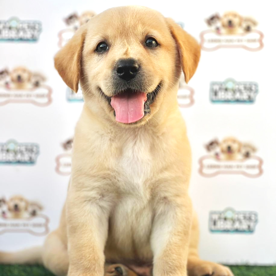 Labrador Retriever Puppy