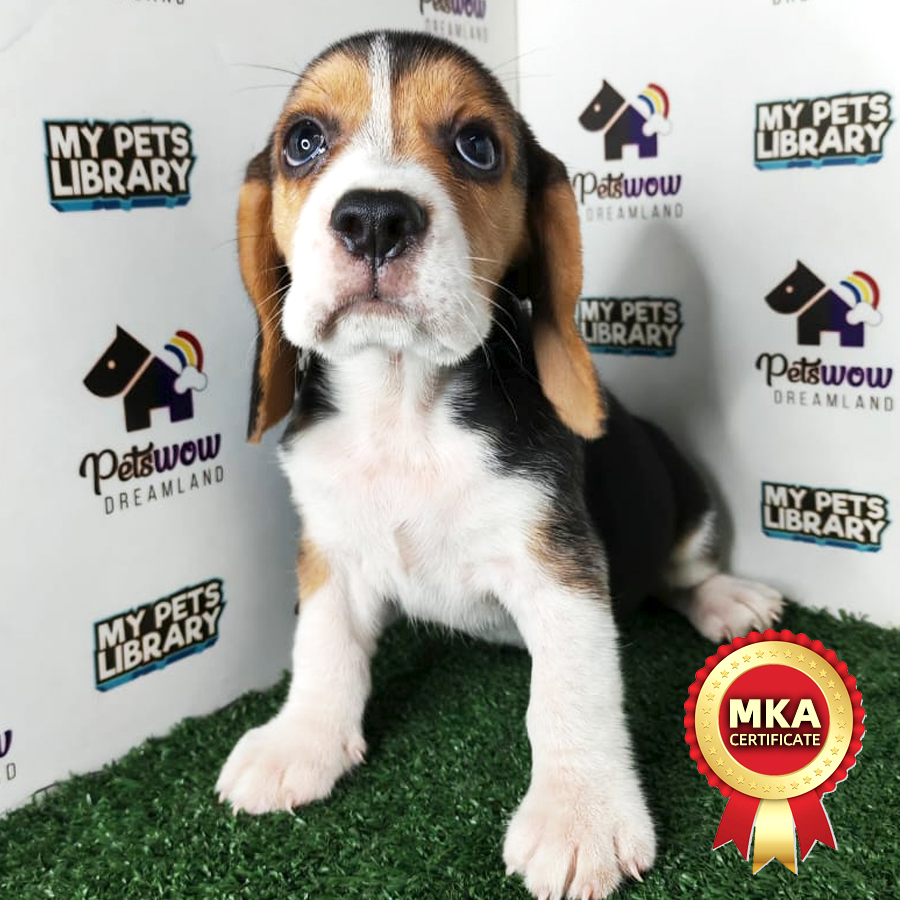 Beagle Puppy