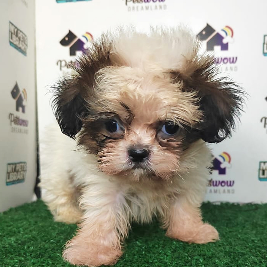 Shih Tzu Puppy