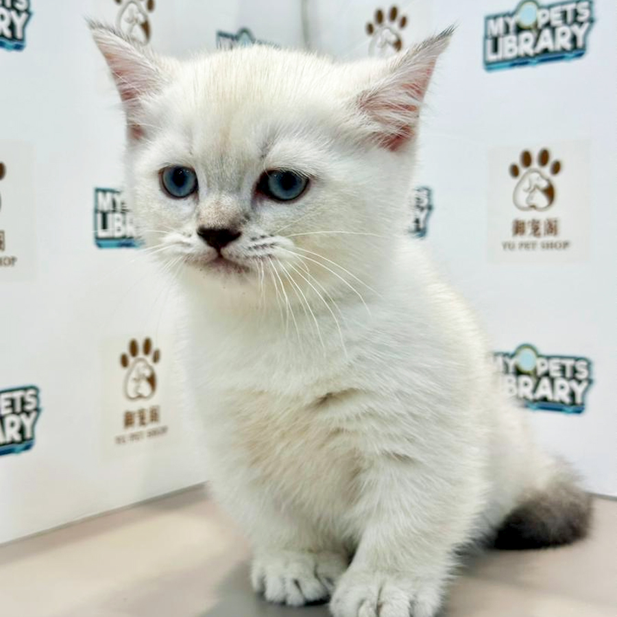 Munchkin Kitten