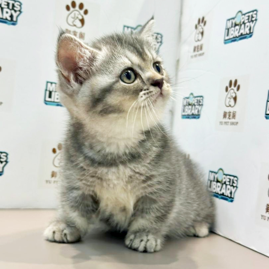 Munchkin Kitten