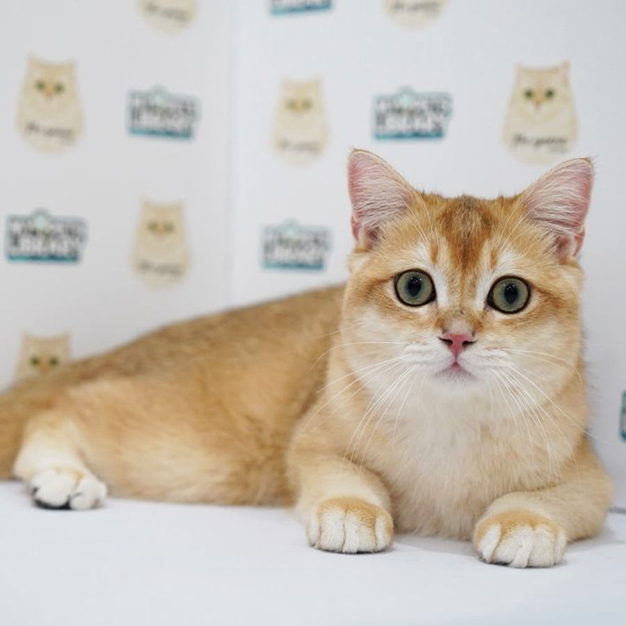 British Shorthair Kitten
