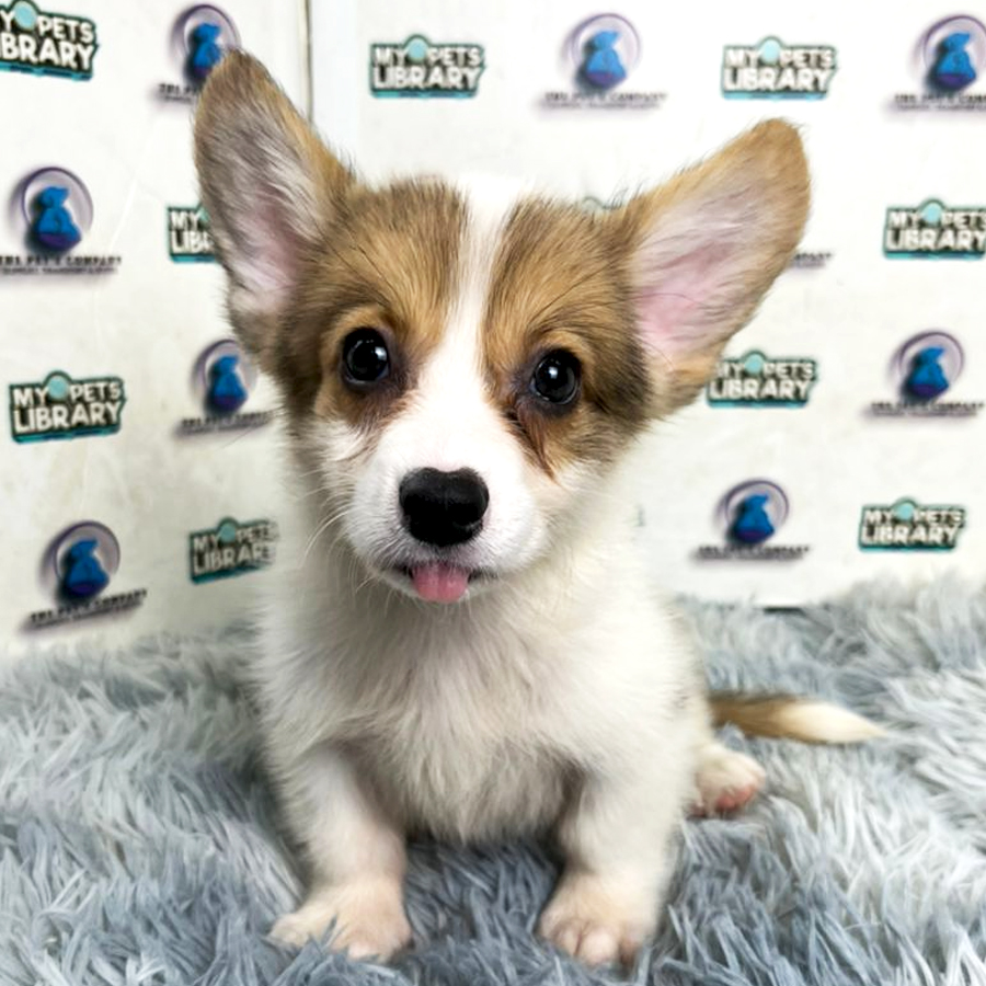 Corgi Puppy