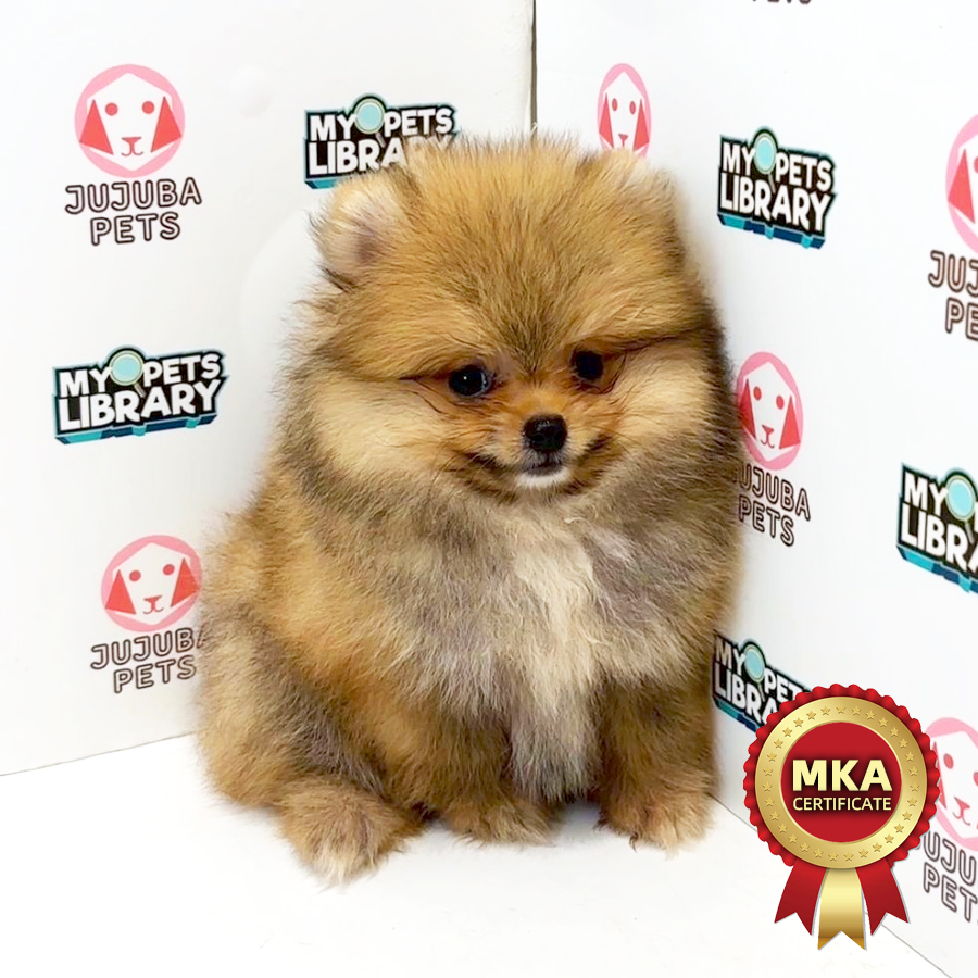 MKA Pomeranian Puppy