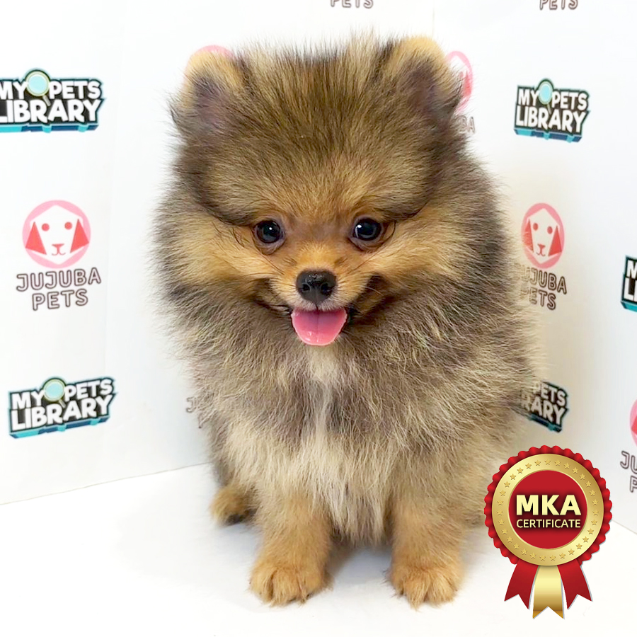 MKA Pomeranian Puppy