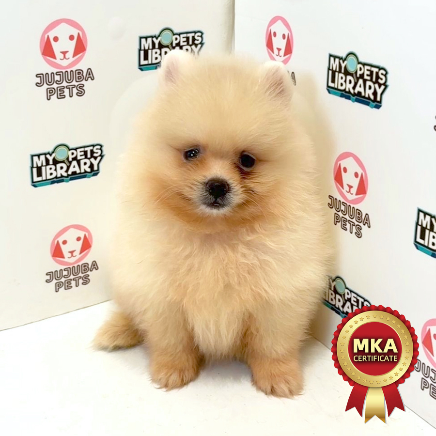 MKA Pomeranian Puppy