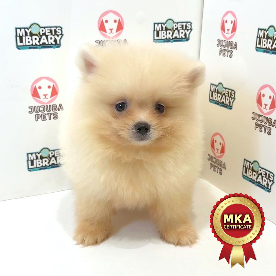 MKA Pomeranian Puppy
