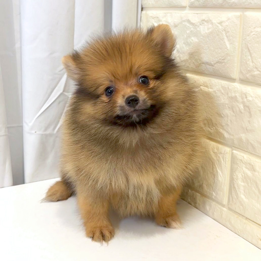 MKA Pomeranian Puppy