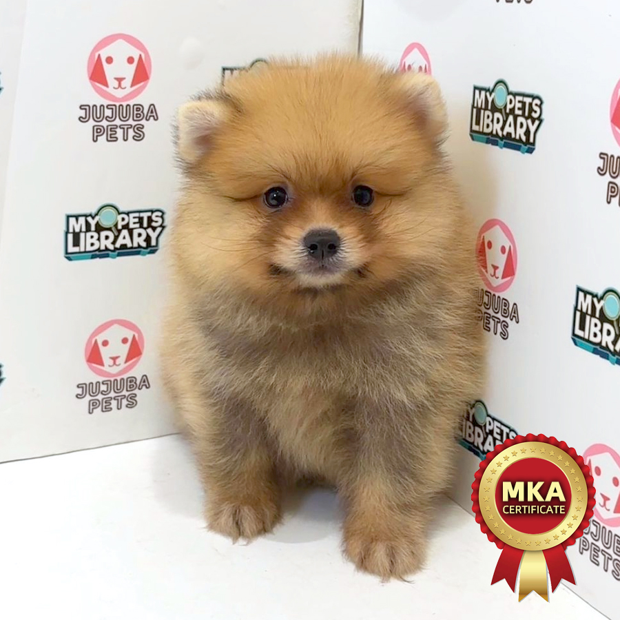 MKA Pomeranian Puppy