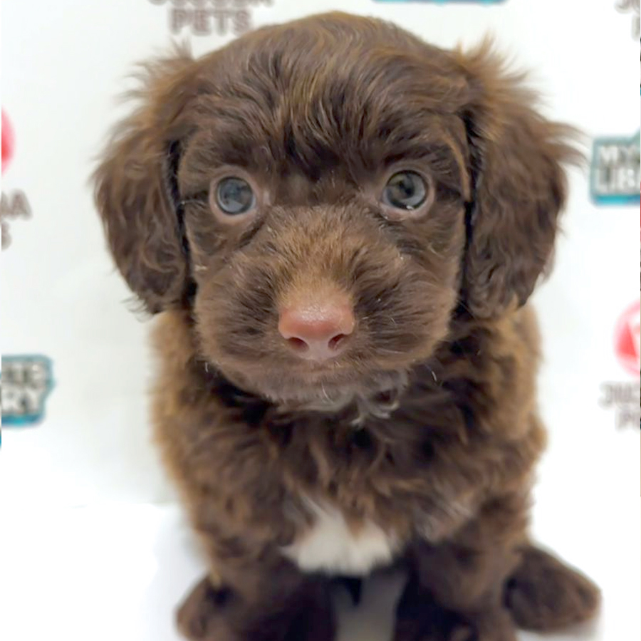 Maltipoo Puppy