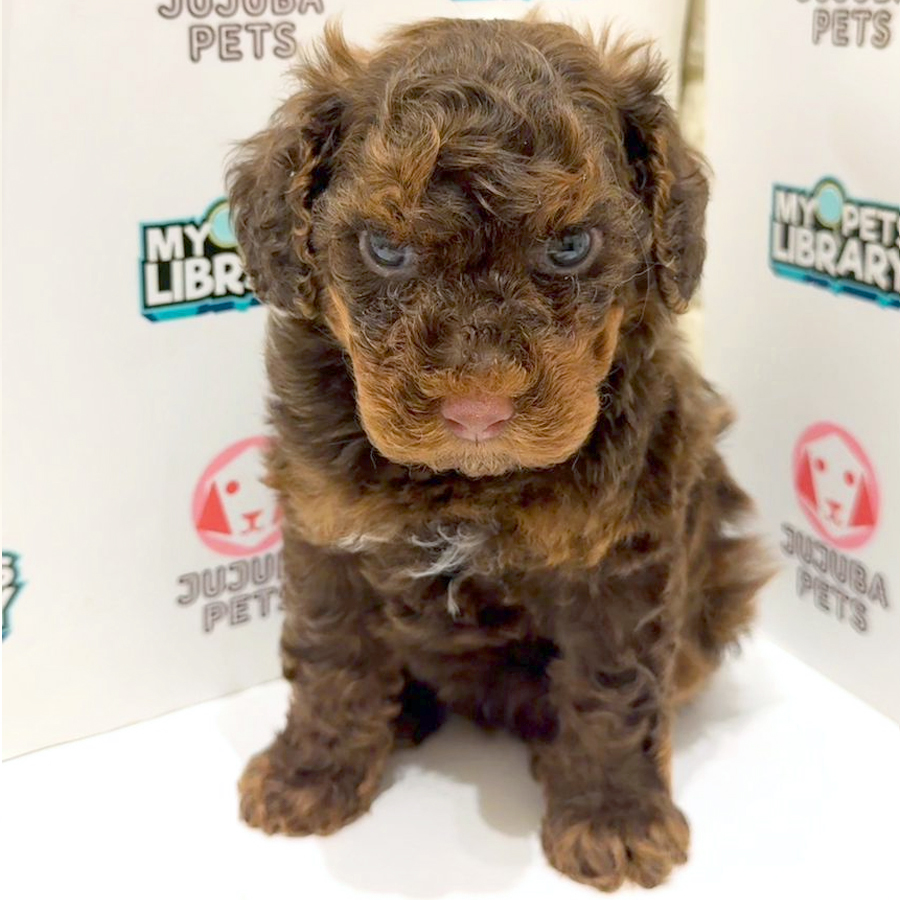 Maltipoo Puppy