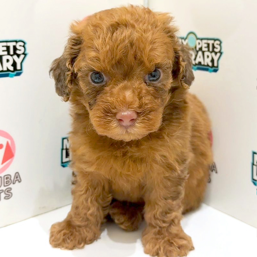 Maltipoo Puppy