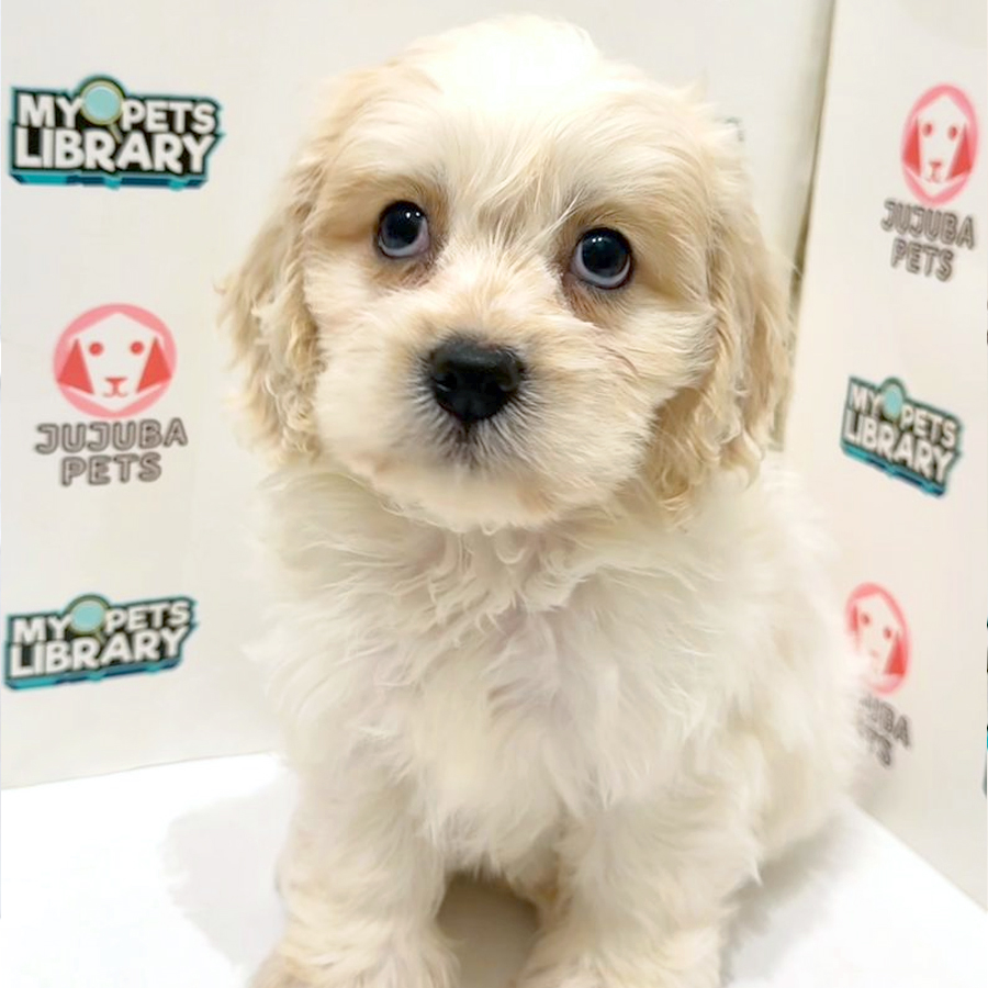 Cavachon Puppy