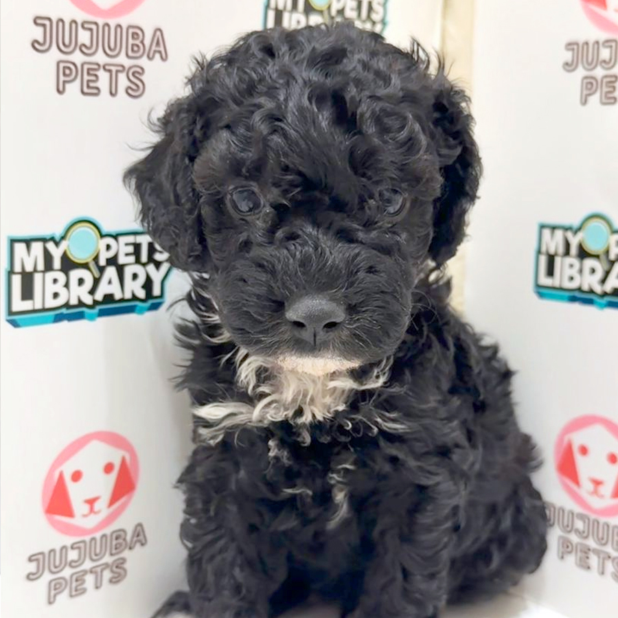 Cockapoo Puppy
