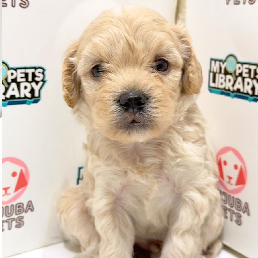 Maltipoo Puppy