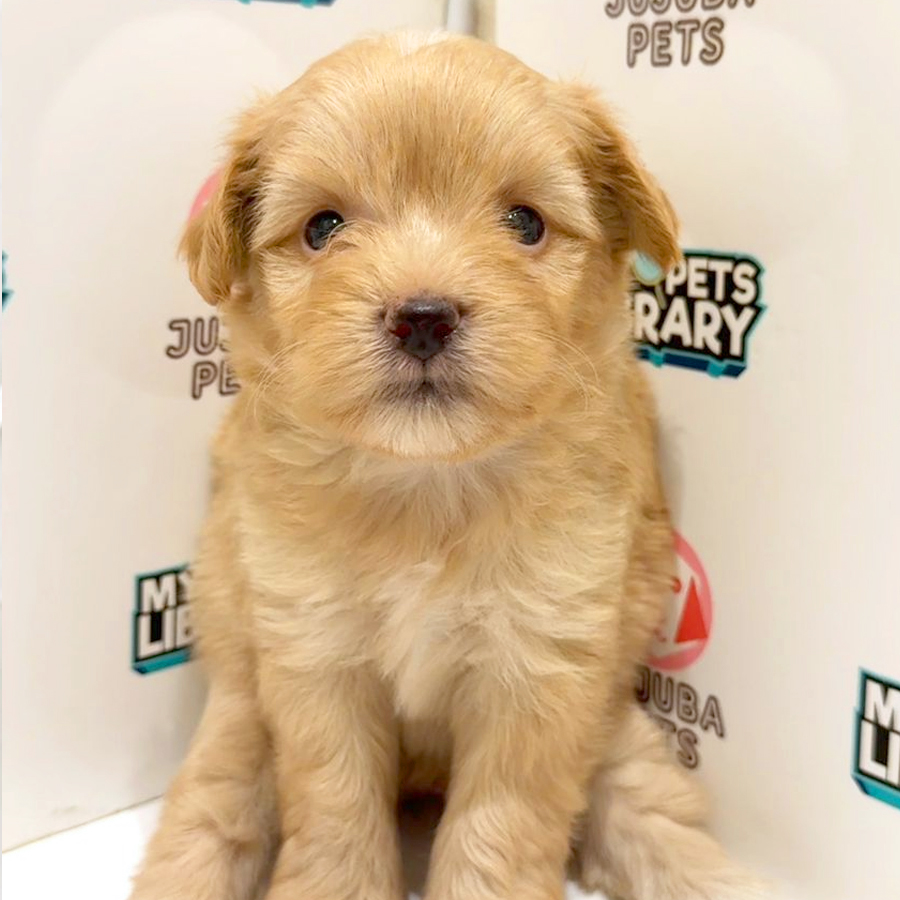 Maltipoo Puppy