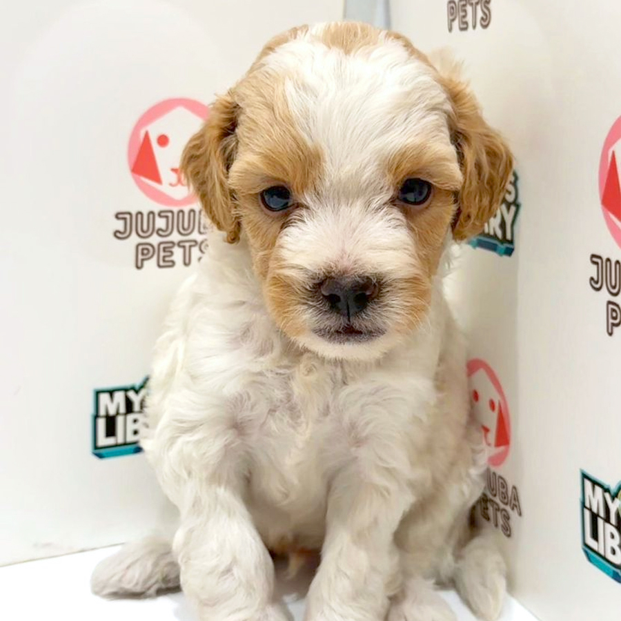 Maltipoo Puppy