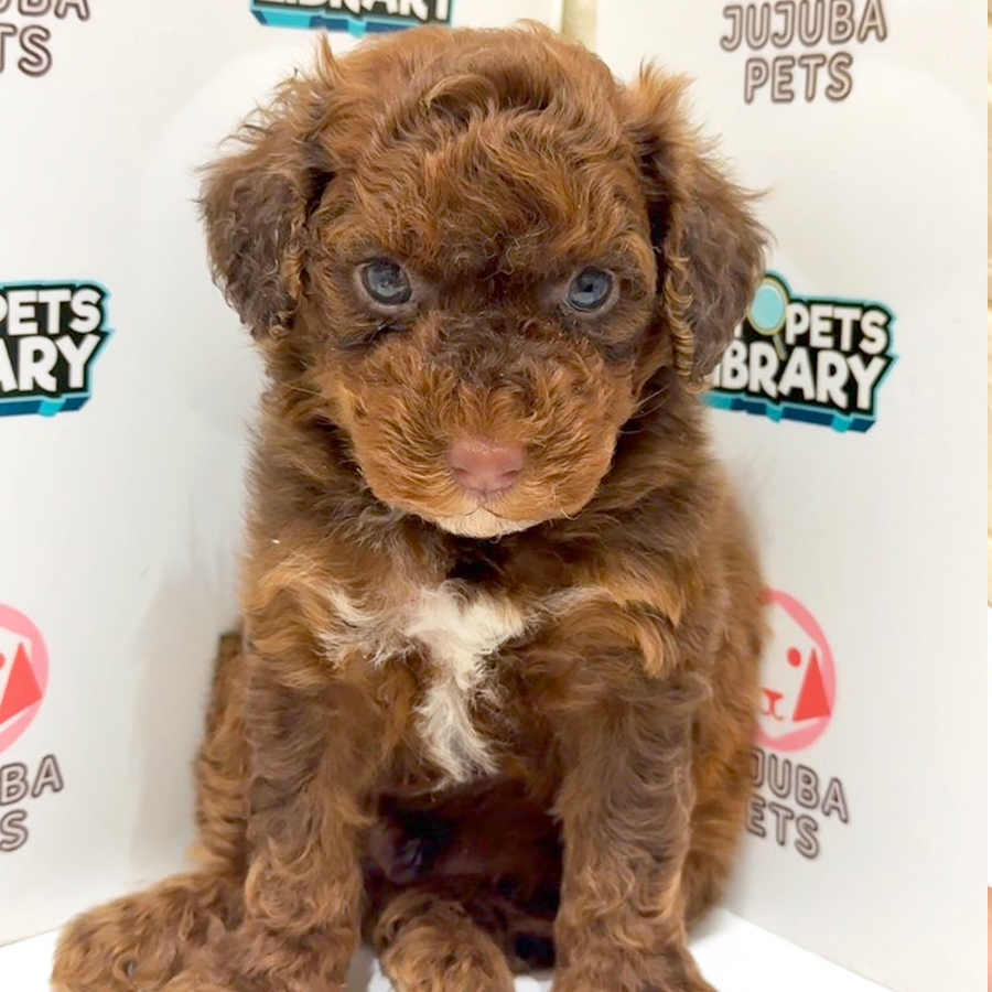 Maltipoo Puppy