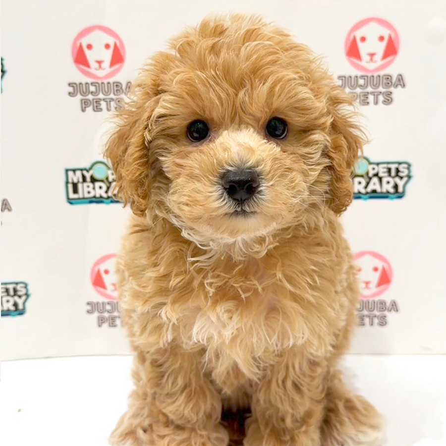 Cavachon Puppy