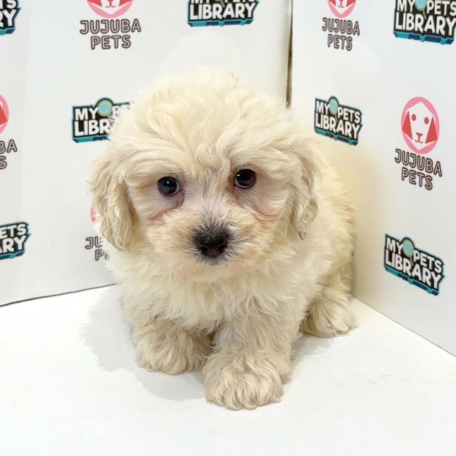Cavachon Puppy