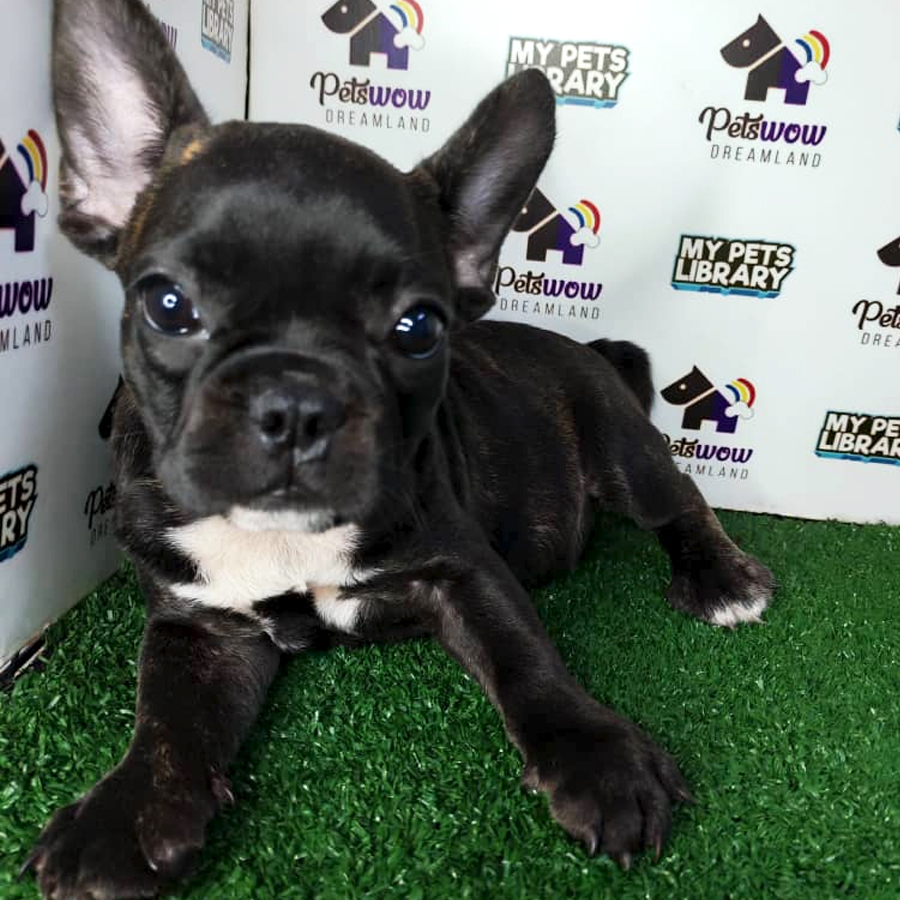 French Bulldog Puppy