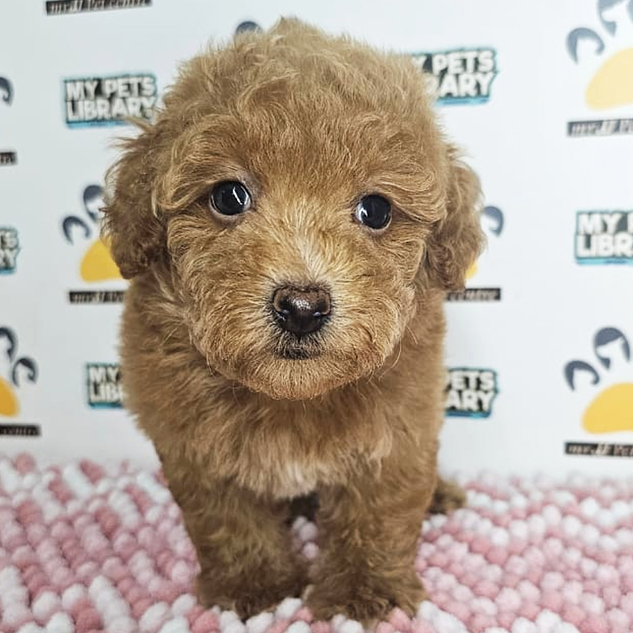 Tiny Poodle Puppy