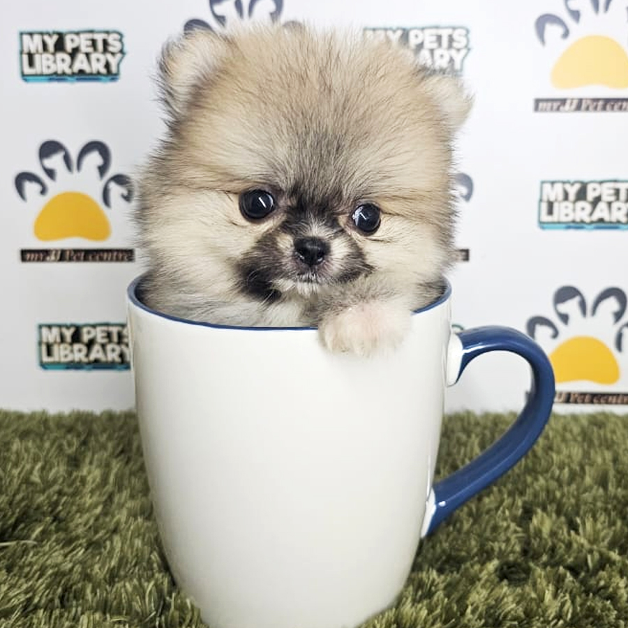 Teacup Pomeranian Puppy